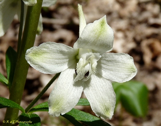 {Delphinium tricorne}